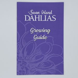 Swan Island Dahlias - How to Grow Guide
