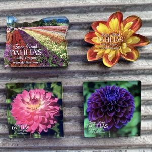 4 SID magnets featuring different colored dahlias