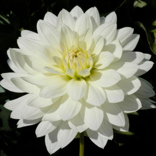 Snowflake Swan Dahlias