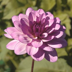 ZIPPITY DO DA | Swan Dahlias