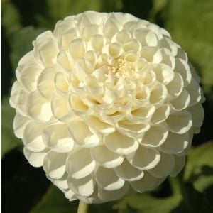 WHITE NETTIE
