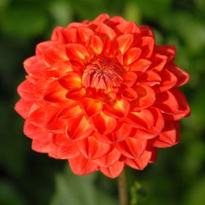 lowrider | Swan Dahlias