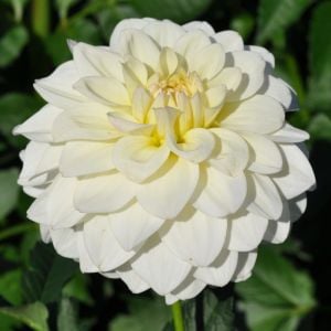 BRIDEZILLA | Swan Dahlias