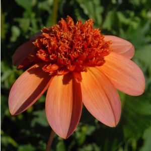 TOTALLY TANGERINE