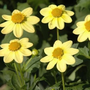 BABY YELLOW