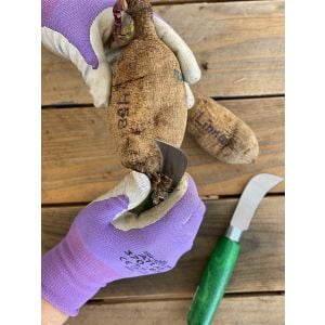 Dahlia Tuber Dividing Knife