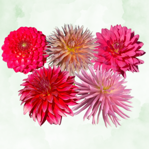 BLUSH & BERRY COLLECTION