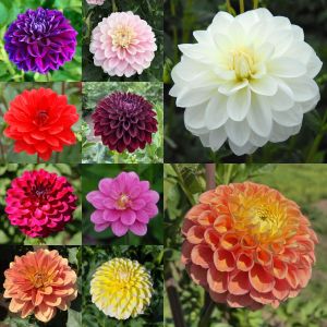 CUT FLOWER COLLECTION