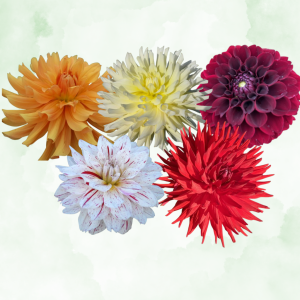 GARDEN GALLERY COLLECTION