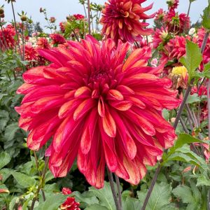 Swan Island Dahlias photo 12