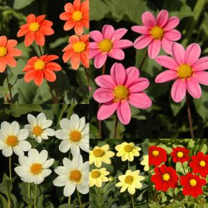 Itsy Bitsy Collection