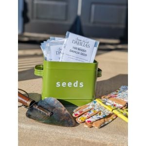 Mixed Dahlia Seed
