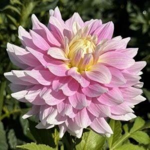 PETAL FASTER