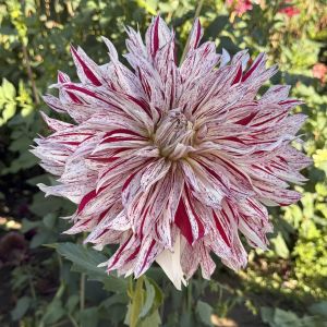 Swan Island Dahlias photo 19
