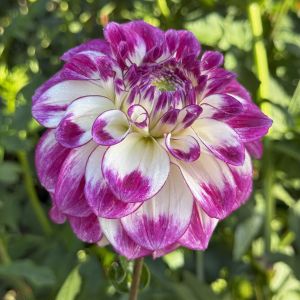 Swan Island Dahlias photo 5
