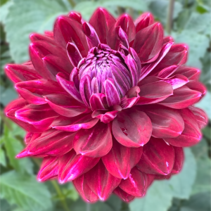 Swan Island Dahlias photo 11