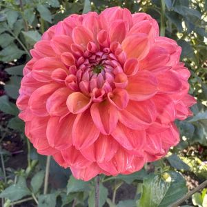 Swan Island Dahlias photo 10