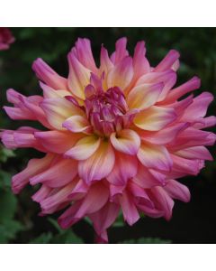 MATTY BOO | Swan Dahlias