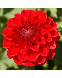 Dahlia 'Wizard of Oz' | Official site of Peter C. Nijssen