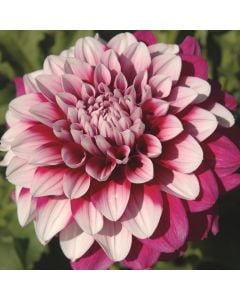 （an）テラミースプラッシュパルス 2700 Busch MINK MM 1202–1322 AP | Busch United States