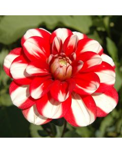 GITTS ATTENTION | Swan Dahlias