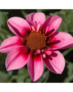 チェリーパイ 220SUS ブラックトビウオ/ピンクヘッド G492 チェリーパイ 220SUS ブラックトビウオ/ピンクヘッド G492 チェリー