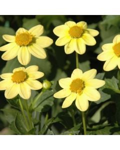 BABY YELLOW