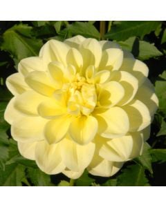 DAY DREAMER | Swan Dahlias