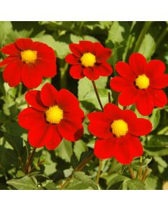 BABY RED