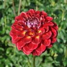 MATTY BOO | Swan Dahlias