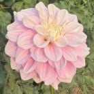 FAVORITE DAUGHTER | Swan Dahlias