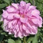 orchid ice | Swan Dahlias