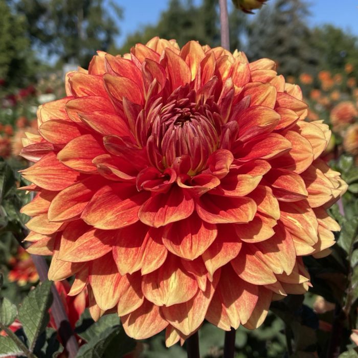lowrider | Swan Dahlias