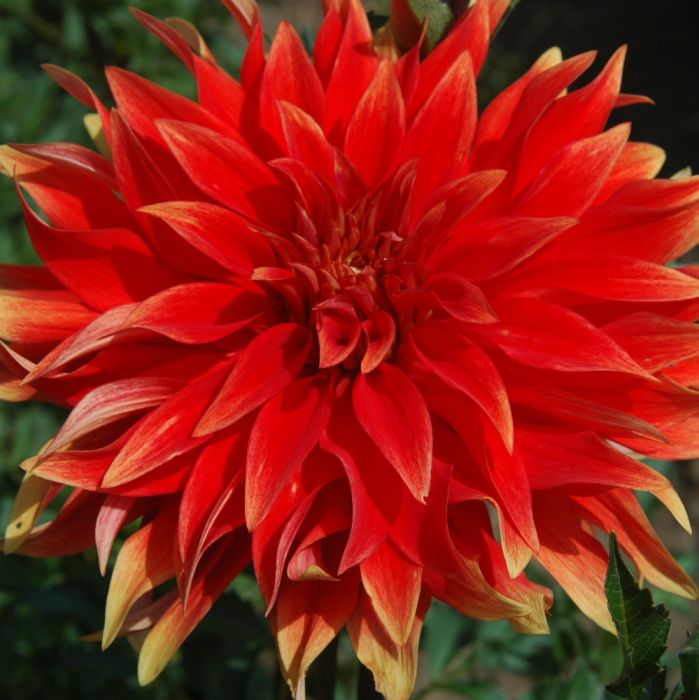 HOT TAMALE | Swan Dahlias