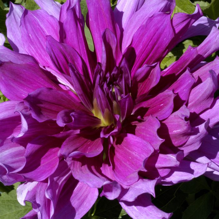 PURPLE TAIHEIJO | Swan Dahlias