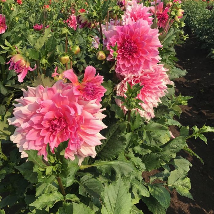OTTO'S THRILL | Swan Dahlias