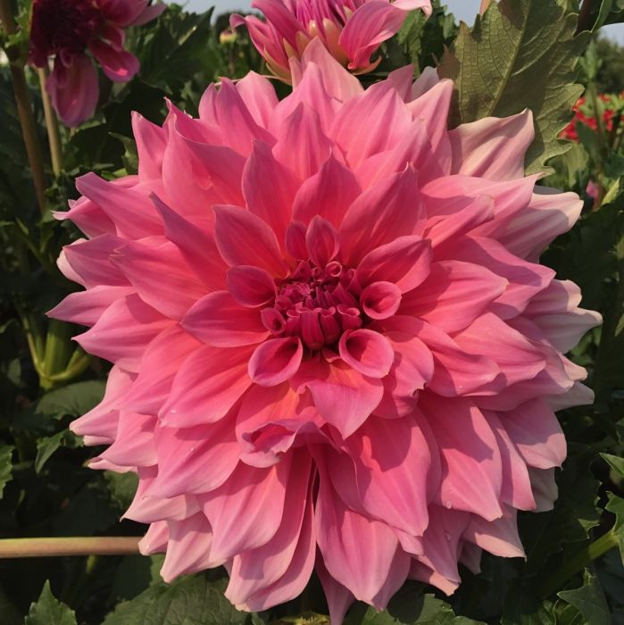 OTTO'S THRILL | Swan Dahlias
