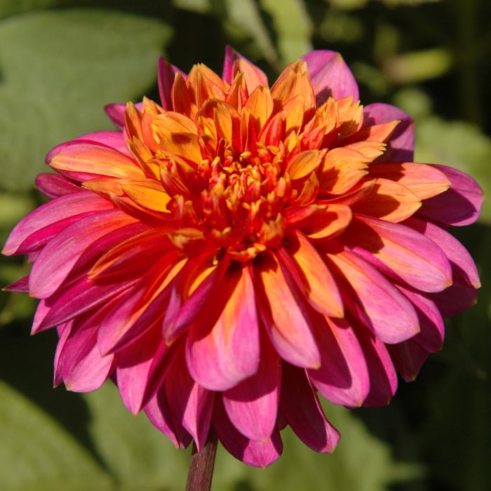 WANNABEE | Swan Dahlias