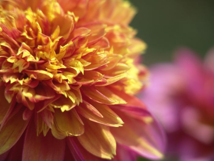 WANNABEE | Swan Dahlias