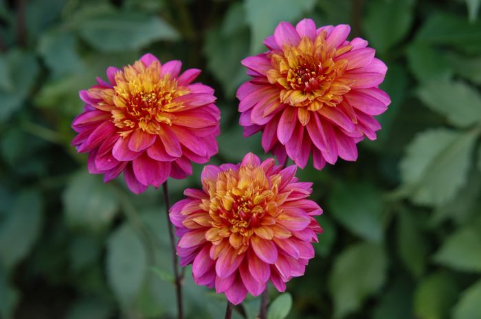 WANNABEE | Swan Dahlias
