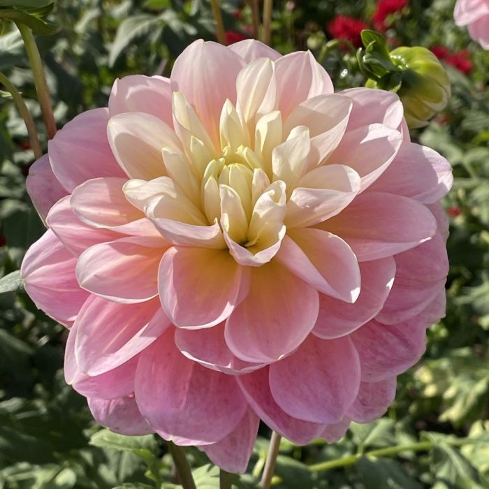 GABBIE'S WISH | Swan Dahlias