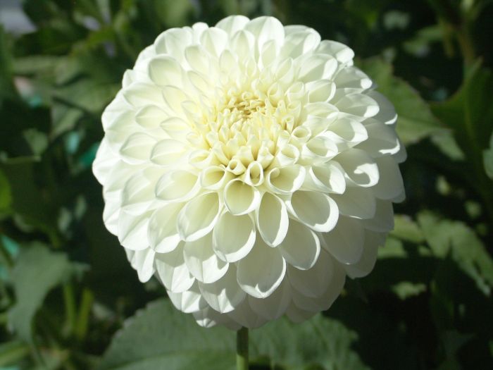 BROOKSIDE SNOWBALL | Swan Dahlias