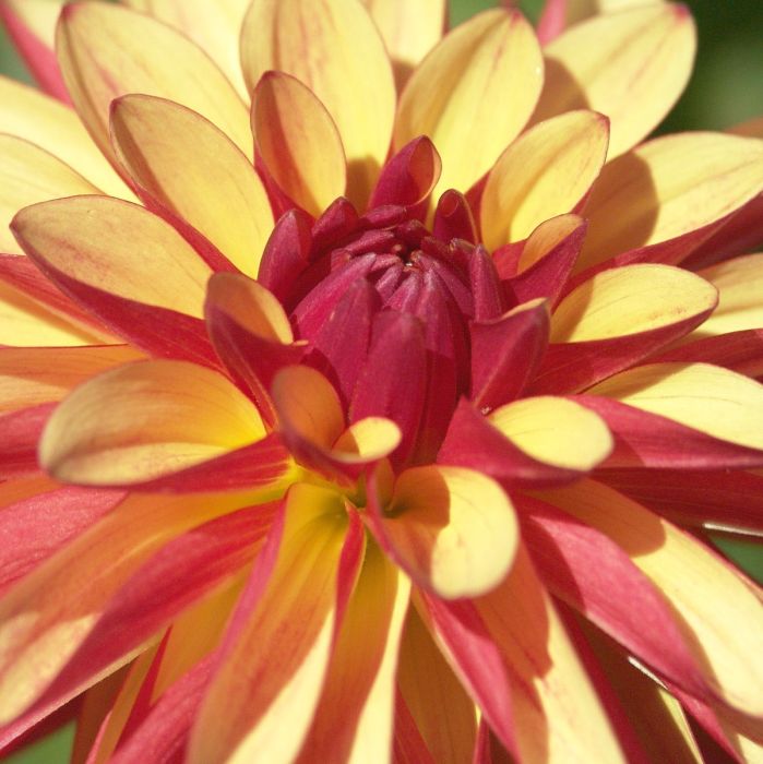 CRAZY LEGS | Swan Dahlias
