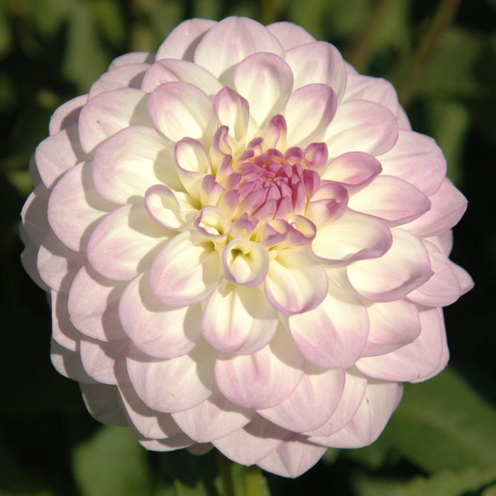 MIDNIGHT MOON | Swan Dahlias