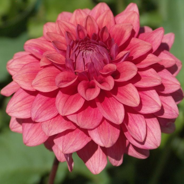 MYSTIQUE | Swan Dahlias