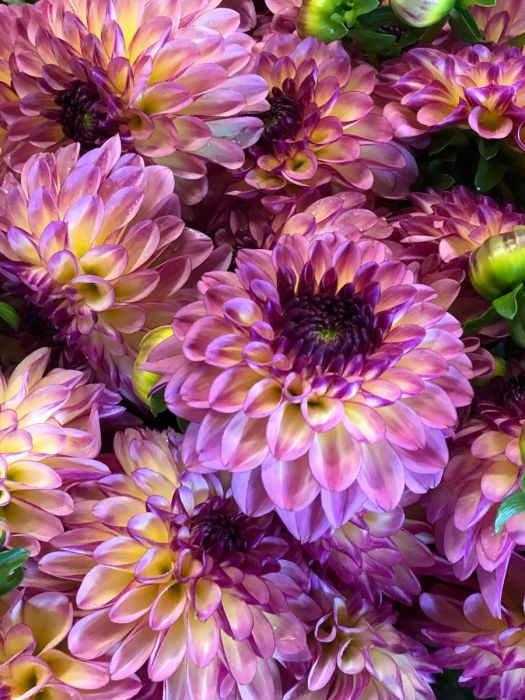 美品 フォクシー フラワー ブローチ パープル 紫 ピンク FOXEY 2025年最新】Foxey レディース ブローチ・コサージュの人気アイテム