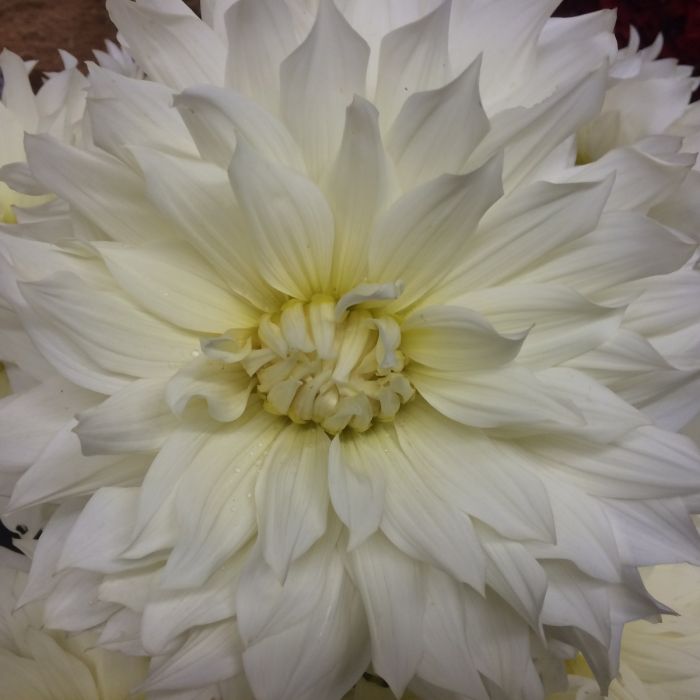 FROZEN | Swan Dahlias