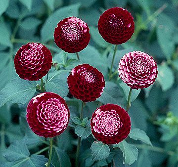 CHICK A DEE | Swan Dahlias