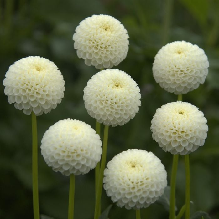 TINY TREASURE | Swan Dahlias