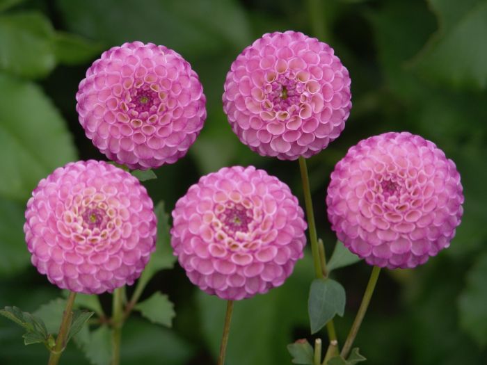 その他 DAHLIA ZIPPITY DO DA | Swan Dahlias